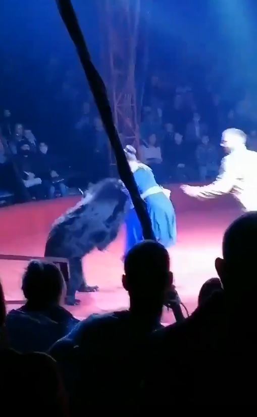 Oso de un circo atacó a una de sus adiestradoras En las redes sociales circula el video de un feroz ataque de un oso a una mujer en estado de embarazo que hacía parte del equipo de entrenadores de un circo en Rusia.