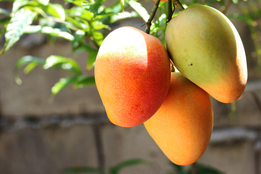 Luz verde para el mango colombiano en el mercado de EE.UU. El mango fresco colombiano ya tiene el visto bueno del Servicio de Inspección para la Salud Vegetal y Animal de Estados Unidos (Aphis, por sus siglas en inglés), para ingresar a ese mercado.
