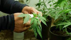 Hunden en segundo debate proyecto de ley de cannabis medicinal Por considerar que al aprobar esta ley se estaría promoviendo el consumo de droga, la plenaria de la Cámara hundió, en segundo debate, el proyecto de ley con el cual se regulaba en el territorio nacional el cannabis medicinal.