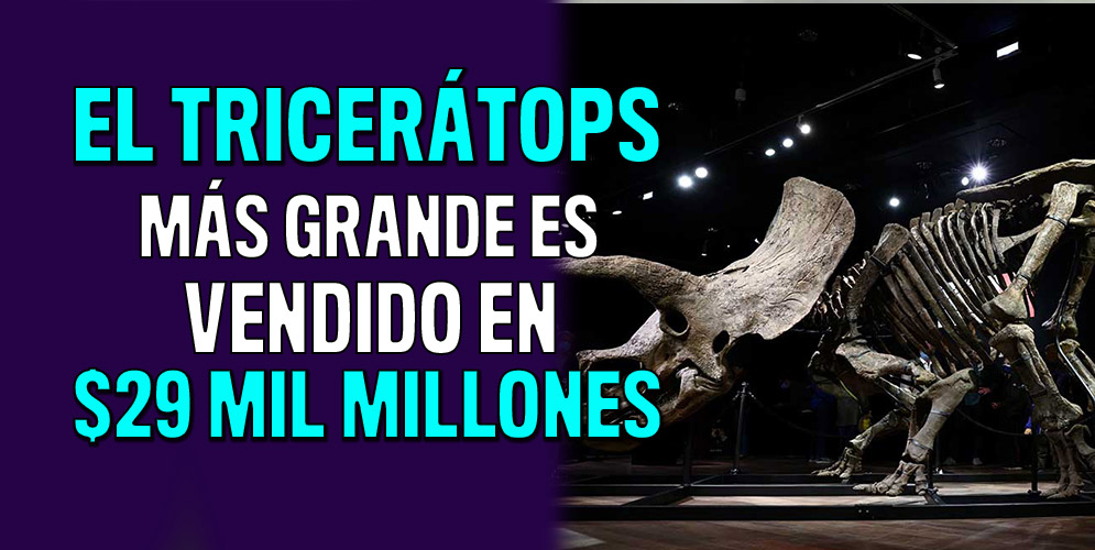 El tricerátops más grande fue subastado por millonaria suma Muy por encima de lo estipulado que se recibiría en subasta, logró ser vendido en recientes días el fósil de Big John, el tricerátops más grande que se haya encontrado en el mundo.