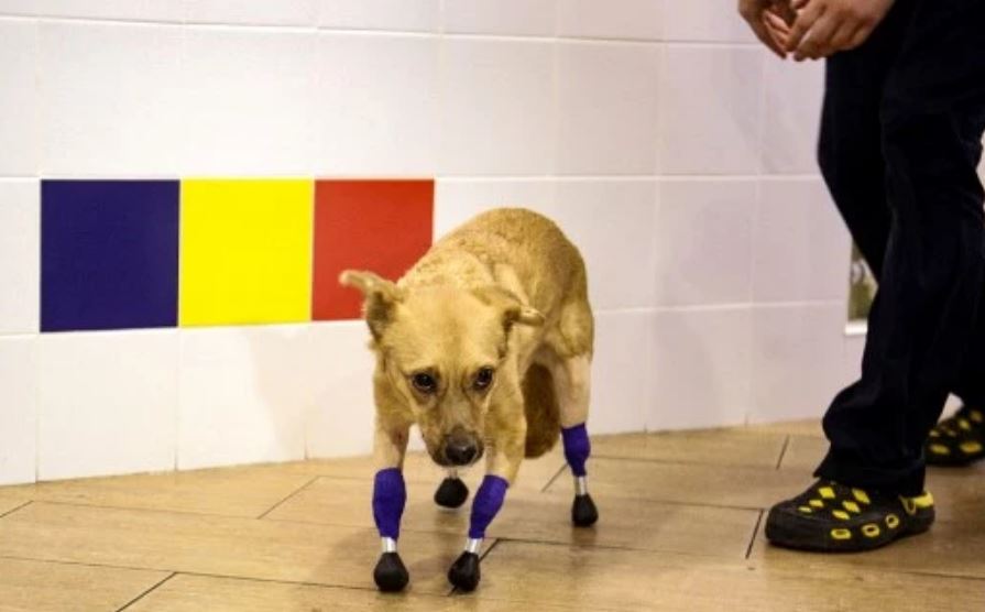 Perrita volvió a caminar gracias a prótesis en sus cuatro patas Monika es una perrita rusa que pudo volver a caminar con prótesis de titanio en cada una de sus cuatro patas, luego de una operación que se logró gracias a las donaciones que recibió para su cirugía.