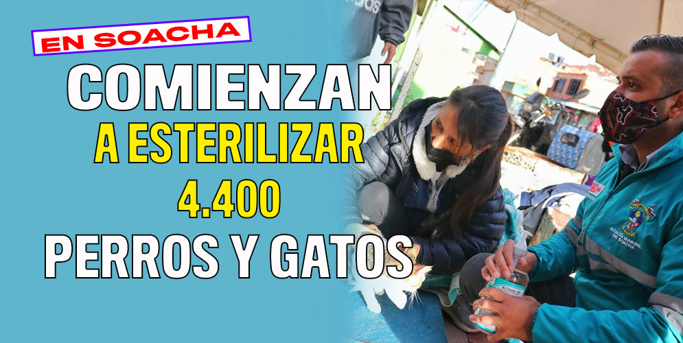 4.400 perros y gatos serán esterilizados gratis en Soacha En el barrio La Isla, de la comuna cuatro de Soacha, comenzó un proceso de esterilización para perros y gatos con el que se espera alcanzar una cobertura de 4.400 animales de compañía.