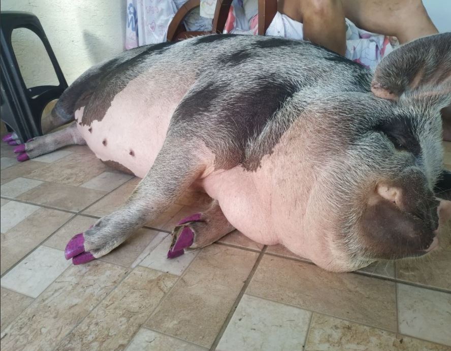 Creyó comprar un mini pig y terminó con un cerdito de 250 kilos Una increíble historia de una mujer que compró un mini pig se ha hecho viral, ya que jamás imaginó que su adorada mascota se convertiría en un cerdito de 250 kilos.