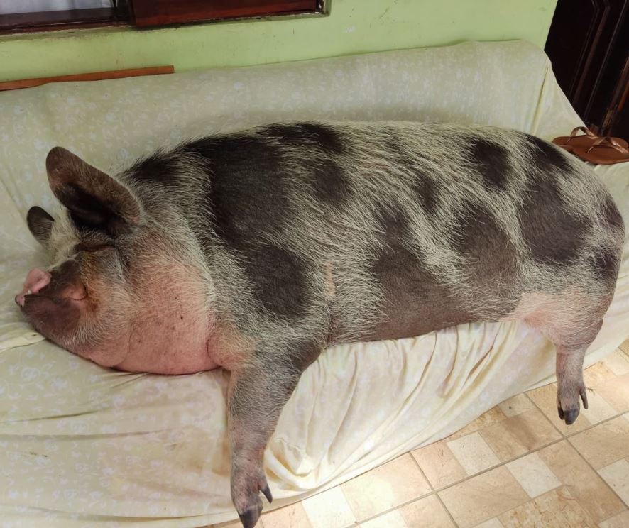 Creyó comprar un mini pig y terminó con un cerdito de 250 kilos Una increíble historia de una mujer que compró un mini pig se ha hecho viral, ya que jamás imaginó que su adorada mascota se convertiría en un cerdito de 250 kilos.