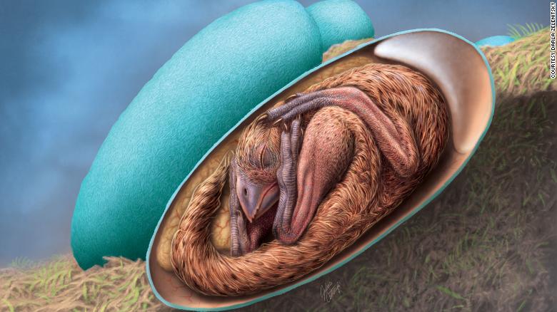 Descubren intacto un embrión de dinosaurio El mundo y la ciencia no nos dejan de sorprender. Esta semana, por ejemplo, la revista iScience anunció el descubrimiento en China de un embrión de dinosaurio perfectamente conservado, el cual tiene, al menos, 70 millones de años de existencia.