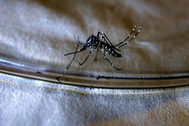 Registran 790 casos de dengue en la última semana Con información de Colprensa