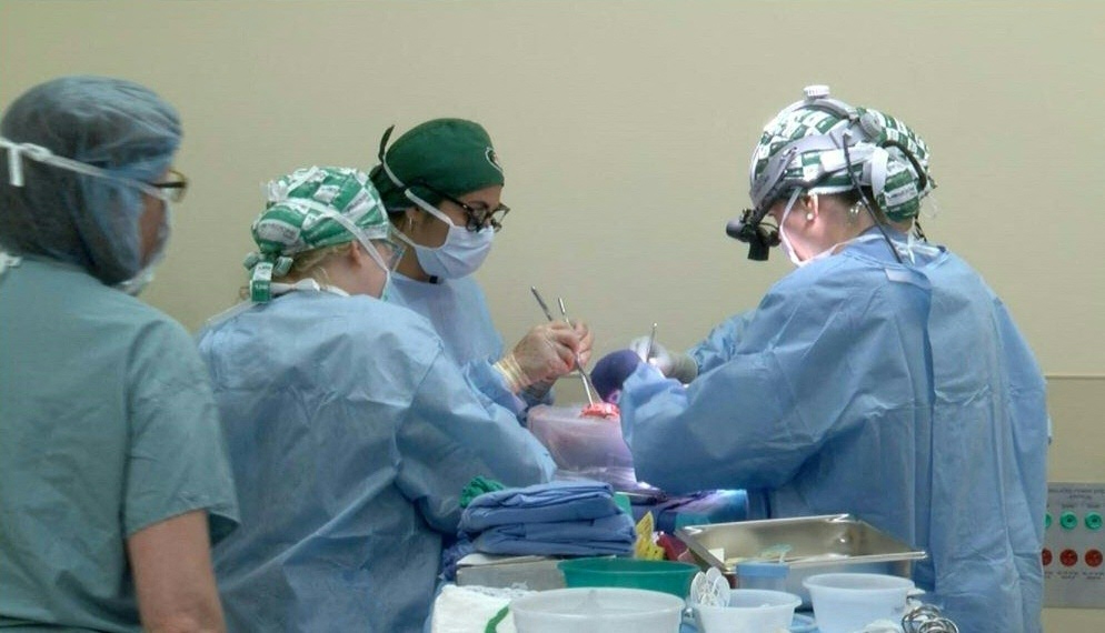 Médicos gringos hicieron trasplante de riñón de cerdo a humano Un equipo médico estadounidense anunció el jueves que había llevado a cabo el segundo trasplante de riñón ya conocido de un cerdo a un ser humano, el primero dentro del cuerpo de un receptor con muerte cerebral.
