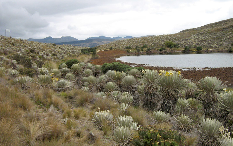 Bogotá completó 200 hectáreas protegidas La ciudad de Bogotá completó 200 hectáreas protegidas mediante la modalidad de pago por servicios ambientales. Este miércoles la Administración Distrital firmó dos nuevos incentivos a la conservación ambiental en la localidad de Usme, en el sur de la ciudad.