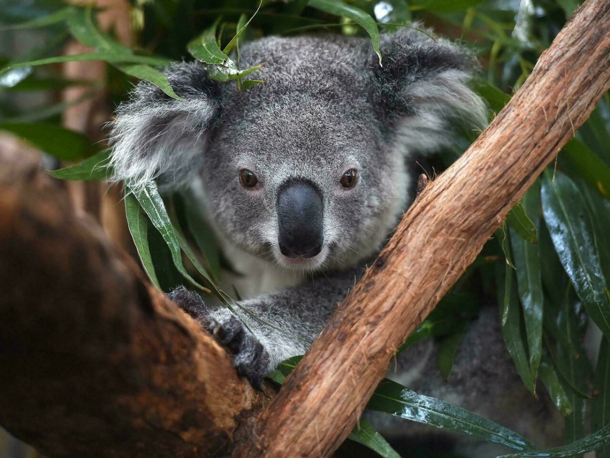 Australia declara a los Koalas como especie en vía de extinción Australia clasificó oficialmente a los koalas como una especie "en peligro" tras sufrir las consecuencias de los fuegos forestales, la deforestación, la sequía y las enfermedades.