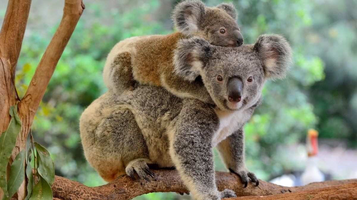 Australia declara a los Koalas como especie en vía de extinción Australia clasificó oficialmente a los koalas como una especie "en peligro" tras sufrir las consecuencias de los fuegos forestales, la deforestación, la sequía y las enfermedades.