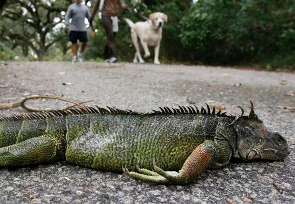 EN VIDEO: Impactante lluvia de iguanas tras fuerte ola de frío En un anuncio que se realizó por la Comisión de Conservación de Vida Silvestre y Pesca de Florida, se hizo una advertencia para tener cuidado por la caída o 'lluvias de iguanas' como muchos lo están llamando.