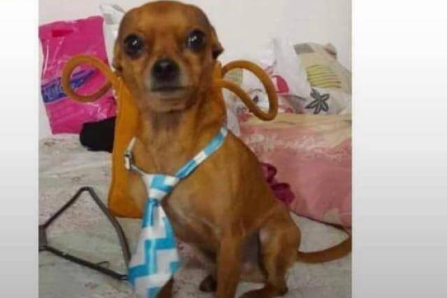 Recuperan a perrito raptado en el barrio Lucerna de Kennedy En las últimas horas se conoció que un perrito que había sido raptado en el barrio Lucerna, de la localidad de Kennedy, fue recuperado por las autoridades.