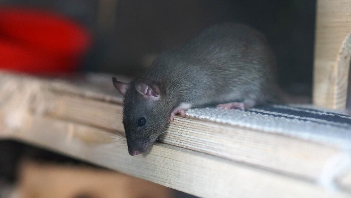 Más de mil ratas fueron encontradas en almacén de cadena Luego de una denuncia en la FDA (Administración de Alimentos y Medicamentos de los Estados Unidos), se realizó una inspección a un almacén de cadena Family Dollar, en Arkansas, EE. UU., donde encontraron más de 1.100 ratas.