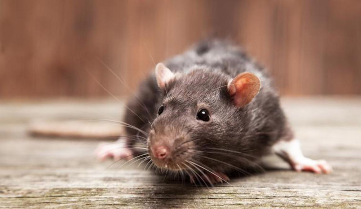 Más de mil ratas fueron encontradas en almacén de cadena Luego de una denuncia en la FDA (Administración de Alimentos y Medicamentos de los Estados Unidos), se realizó una inspección a un almacén de cadena Family Dollar, en Arkansas, EE. UU., donde encontraron más de 1.100 ratas.