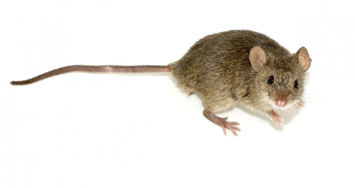 EN VIDEO: hombre encuentra ratón muerto en paquete de comida Por medio de redes sociales se viralizó un video, donde un hombre abre un paquete de comida y para su sorpresa encuentra un ratón muerto, un hecho desagradable que ha causado repudio por los internautas.