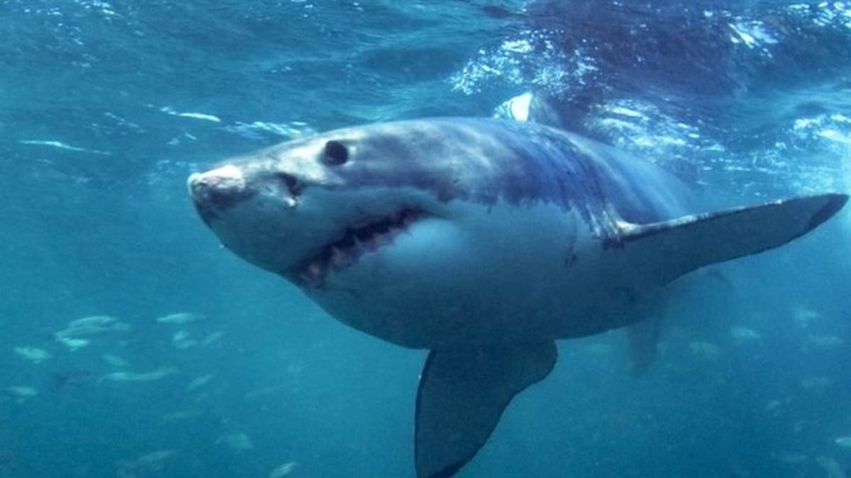 En video: bañista fue tragado por un tiburón La terrible muerte de un bañista que fue tragado por un tiburón quedó grabada en video por parte de una de las personas que se encontraba a la orilla del mar.