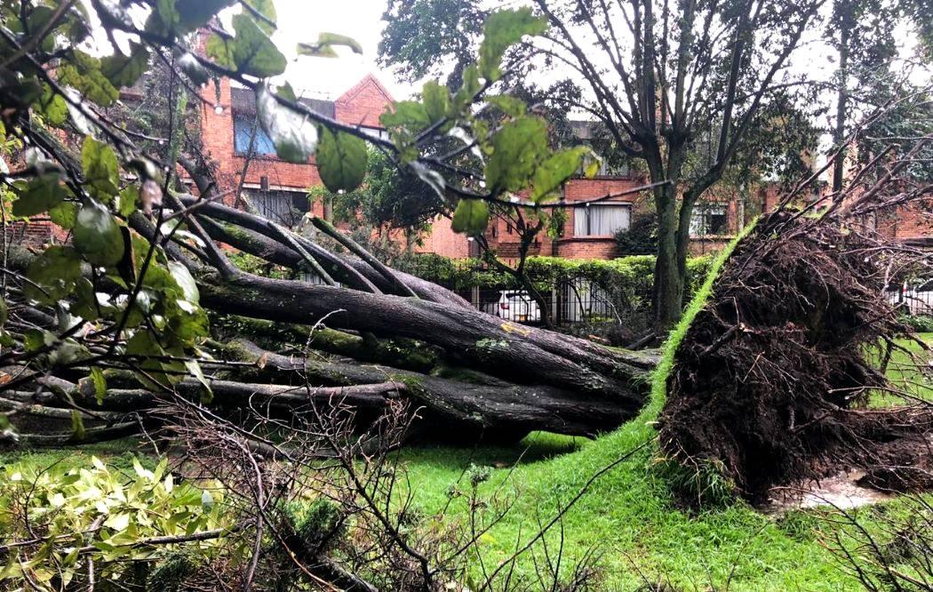 Alerta por incremento de la caída de árboles por lluvias en Bogotá La primera temporada de lluvias, que empezó este mes de marzo en todo el país, ya ha ocasionado en Bogotá 395 eventos como inundaciones y movimientos en masa.