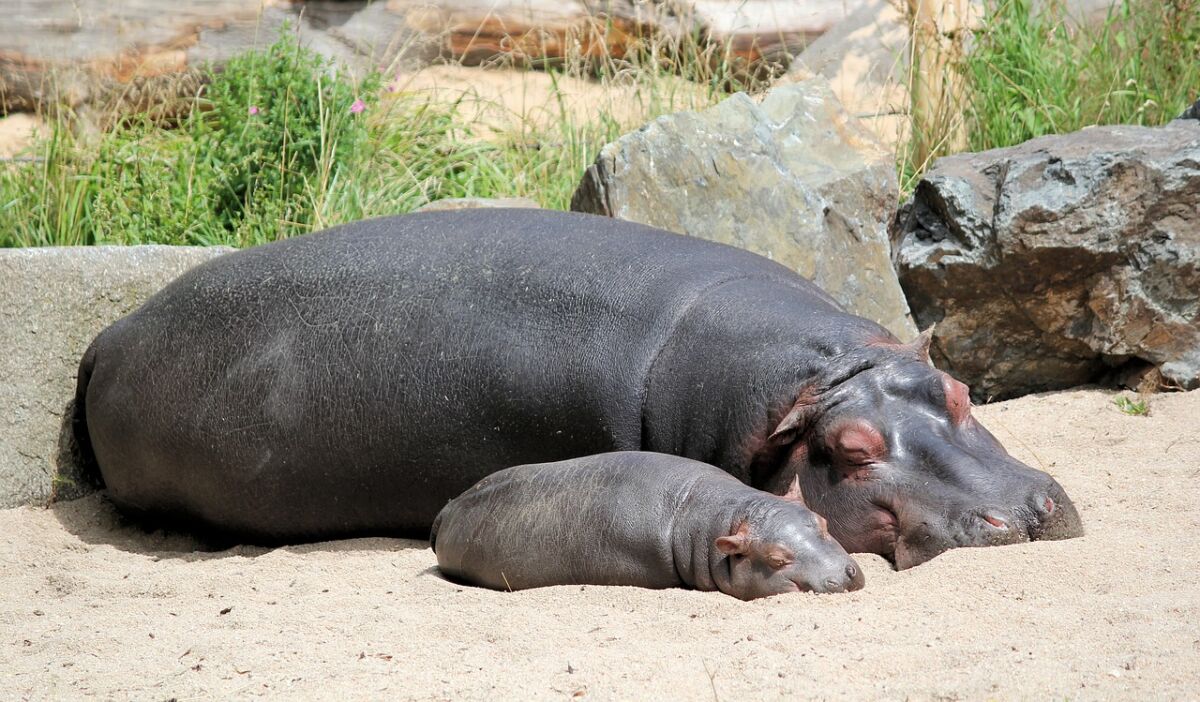 EN VIDEO: Familia adoptó a bebé hipopótamo como su mascota Tras conocerse el video de una familia antioqueña que al parecer está criando hipopótamos como si de un perro se tratase, crece la preocupación de las autoridades por esta especie animal que es considerada potencialmente peligrosa para el ser humano.