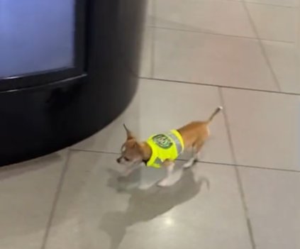 Pequeño y tierno Chihuahua se convirtió en perro antinarcóticos de un aeropuerto de Colombia Por medio de TikTok se ha vuelto viral un video donde un pequeño y tierno perro de raza Chihuahua camina con una camisa verde fluorescente, que tiene el escudo de la Policía Nacional, mientras olfatea a los viajeros.