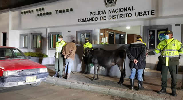 ¡Insólito! Se robaron un vaca y la metieron en un Renault 9 Unos ladrones decidieron hurtar una vaca avaluada en 3 millones de pesos, en el municipio de Lenguazaque, y se la llevaron dentro de un Renault 9.