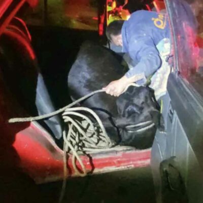 ¡Insólito! Se robaron un vaca y la metieron en un Renault 9 Unos ladrones decidieron hurtar una vaca avaluada en 3 millones de pesos, en el municipio de Lenguazaque, y se la llevaron dentro de un Renault 9.