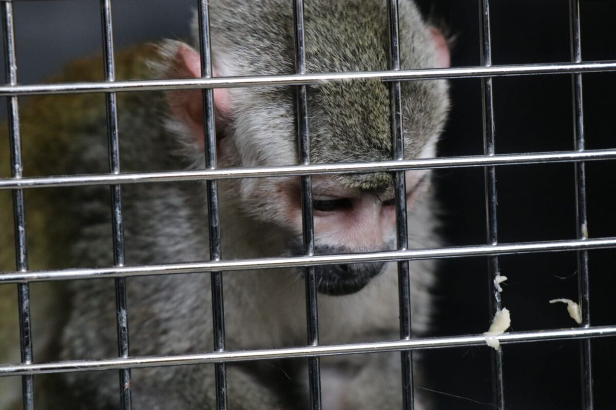 Rescatan a mono que tenían como mascota en Kennedy En el barrio María Paz de la localidad de Kennedy se realizó el rescate de un mono ardilla que era tenido como mascota en una vivienda bajo condiciones inapropiadas que ponían en riesgo su salud.