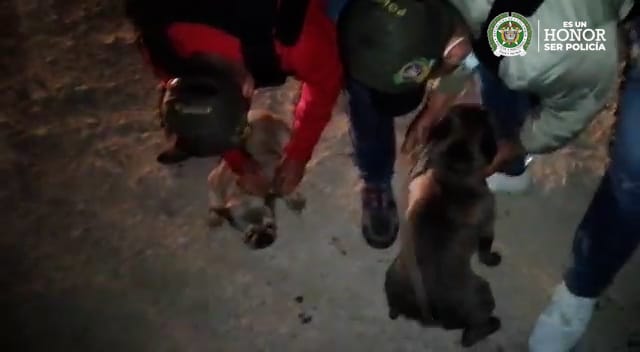 Recuperan a 6 perros Bulldog Francés que habían sido robados En las últimas horas la Policía Nacional, a través del Gaula, logró rescatar a seis perros de raza Bulldog Francés que habían sido hurtados en el municipio de Villeta, Cundinamarca, y por los que estaban exigiendo grandes sumas de dinero para devolverlos.