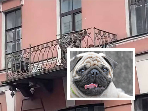 Arrestan a mujer que lanzó el perro de su novio de un séptimo piso En medio de una discusión con su pareja, una mujer decidió lanzar un perro de raza Pug por la ventana de un séptimo piso.