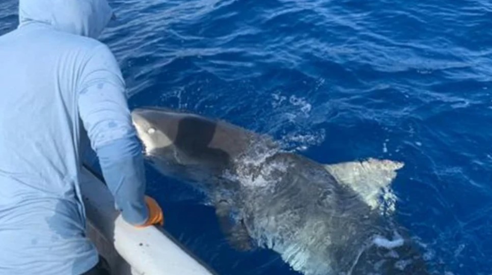 Capturan y reubican a tiburón que mató a turista en San Andrés En la misma zona de la isla de San Andrés donde el pasado viernes, 18 de marzo, un tiburón mordió y le causó la muerte a un turista italiano, fue capturada una hembra de la especie tigre.