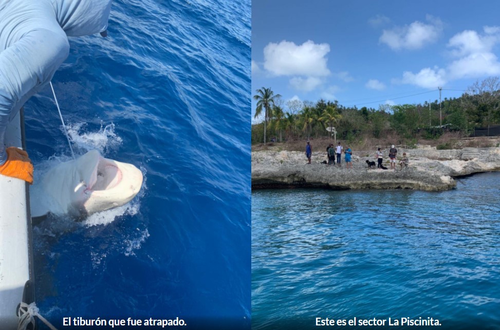 Capturan y reubican a tiburón que mató a turista en San Andrés En la misma zona de la isla de San Andrés donde el pasado viernes, 18 de marzo, un tiburón mordió y le causó la muerte a un turista italiano, fue capturada una hembra de la especie tigre.