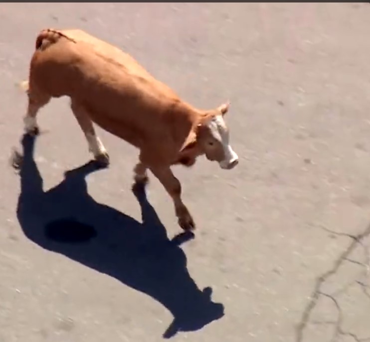 Vaca paralizó el tráfico en una autopista en EE.UU. En las redes sociales el video de una vaca fugitiva en una autopista en California (Estados Unidos) se volvió viral. El animal detuvo el tráfico mientras los conductores y oficiales intentaban recapturarla.