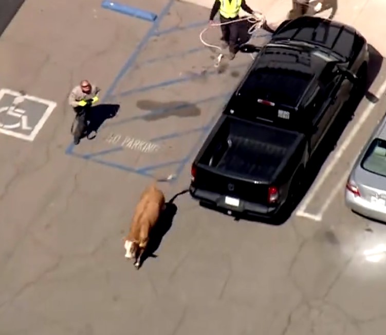 Vaca paralizó el tráfico en una autopista en EE.UU. En las redes sociales el video de una vaca fugitiva en una autopista en California (Estados Unidos) se volvió viral. El animal detuvo el tráfico mientras los conductores y oficiales intentaban recapturarla.