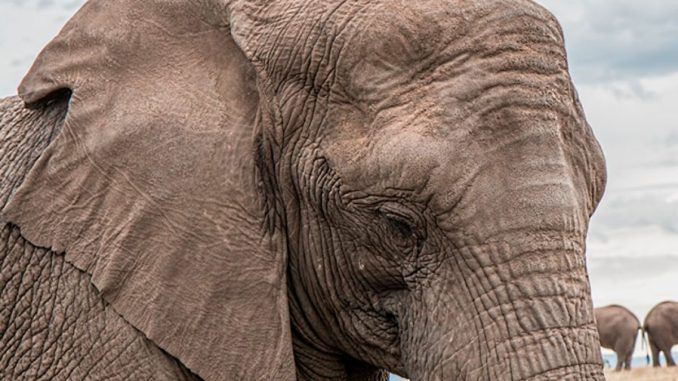 Elefante mató a un investigador colombiano en Uganda El colombiano Sebastián Ramírez Amaya, quien se dedicaba a investigar la evolución de los sistemas sociales y de apareamiento de los primates en diversas partes del mundo, murió aplastado por un elefante en el Parque Nacional de Kibale, en el oeste de Uganda, anunció la autoridad al cargo de estos parques.