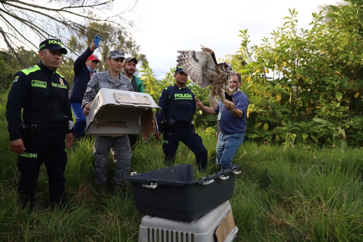 Liberan a 33 animales silvestres en el humedal de Bogotá En el marco de la conmemoración del Día Internacional de la Tierra, la Secretaría de Ambiente regresó a la libertad a 33 animales silvestres en el humedal La Conejera, en el noroccidente de la ciudad.