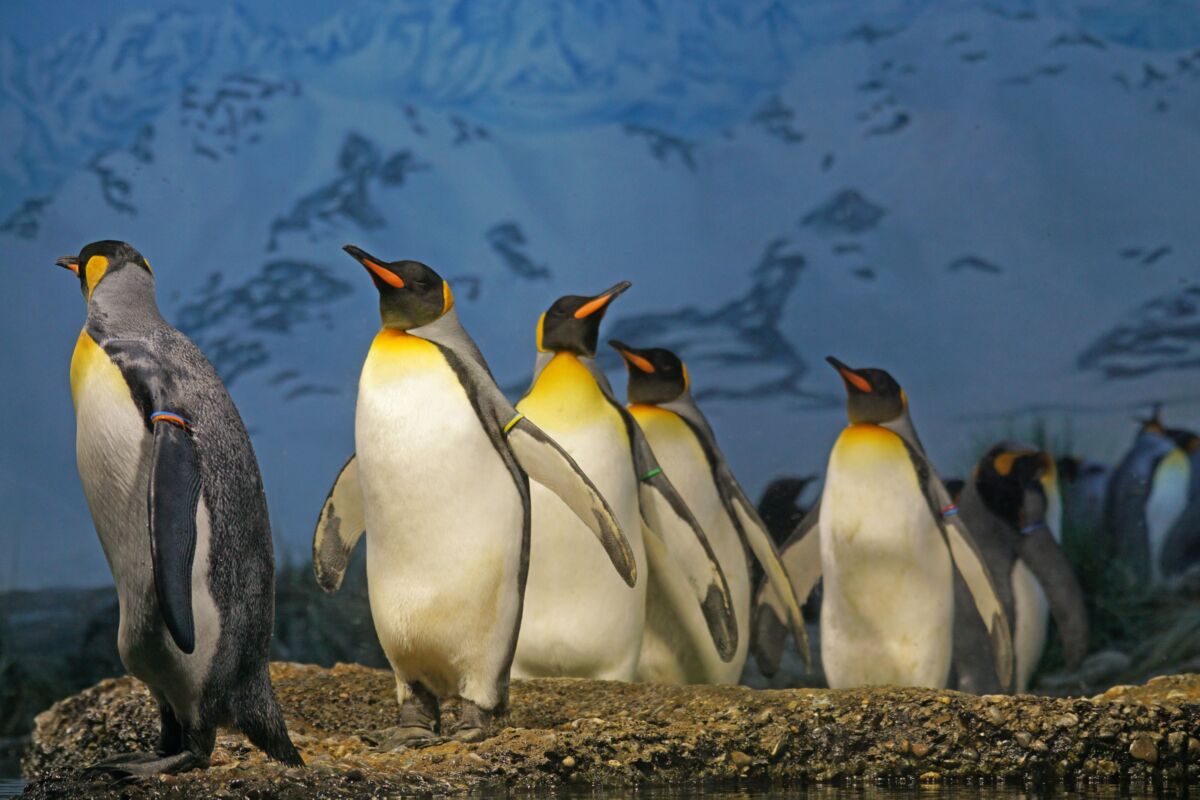 Ofrecen hasta 2.000 euros por contar pingüinos en la Antártida El Fondo Antártico de Reino Unido pagará hasta 2.000 euros por contar cuántos pingüinos hay en la Antártida.