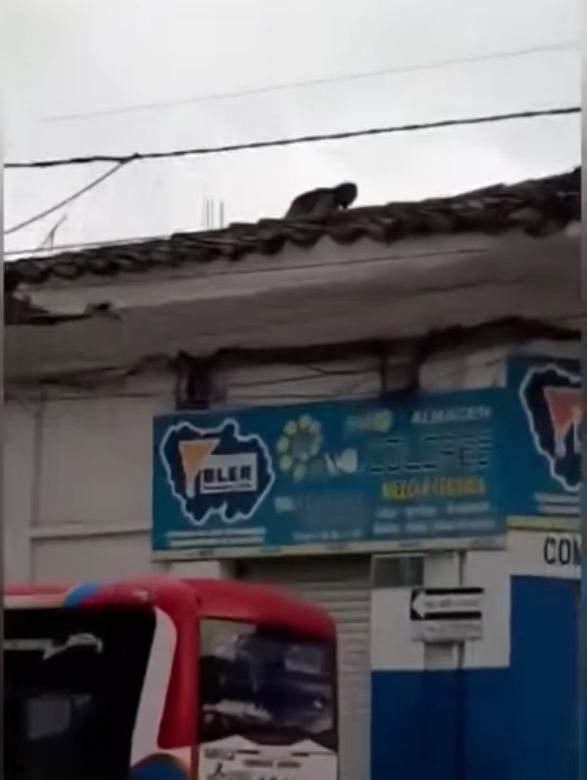 EN VIDEO: captan a supuesta bruja encaramada en tejado de una casa Aterrorizados se encuentran los habitantes del municipio de Santander de Quilichao, en el departamento de Cauca, luego de que una supuesta bruja se posara sobre el techo de una vivienda ubicada en el centro. En redes sociales se viralizó un video de la supuesta bruja sobre la casa.