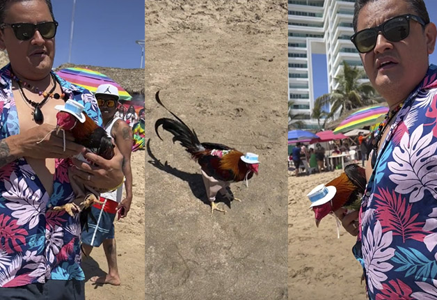 Se llevó hasta el gallo a sus vacaciones en la playa A un hombre no le bastó con llevarse su gallo a sus vacaciones a la playa, sino que también le puso un sombrero y lo vistió con un pantalón, acaparando así la atención de otros turistas. Para el mexicano, su mascota "se merece lo mejor".