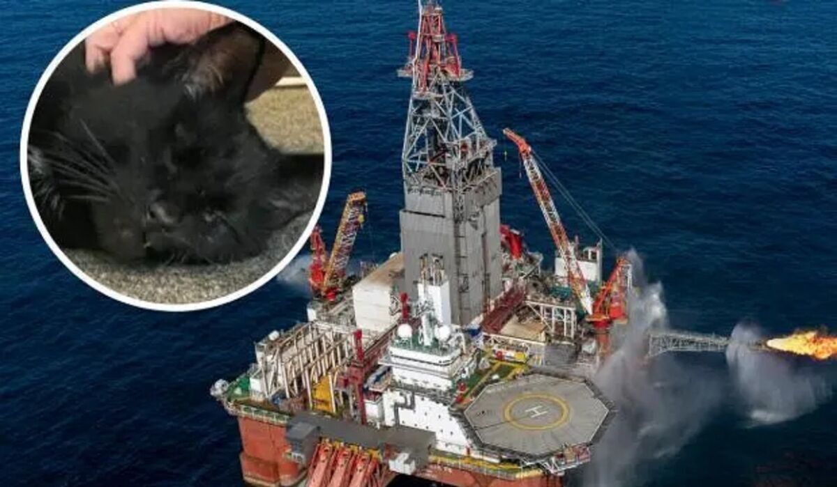 Encuentran a gato extraviado hace 5 años en una plataforma petrolera en el mar Un gato que desapareció hace cinco años de su hogar en Escocia fue encontrado en una plataforma petrolera frente al puerto de Peterhead, en la costa de Aberdeenshire, en el noreste de Escocia.