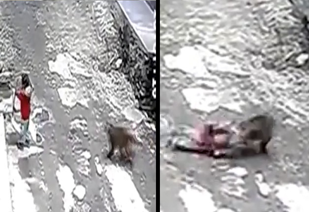 En video: pequeña fue raptada por un mono en la calle En un video, que se hizo viral en un abrir y cerrar de ojos, quedó captado el momento en que un mono intentó raptar a una pequeña niña que se encontraba jugando al frente de su hogar.