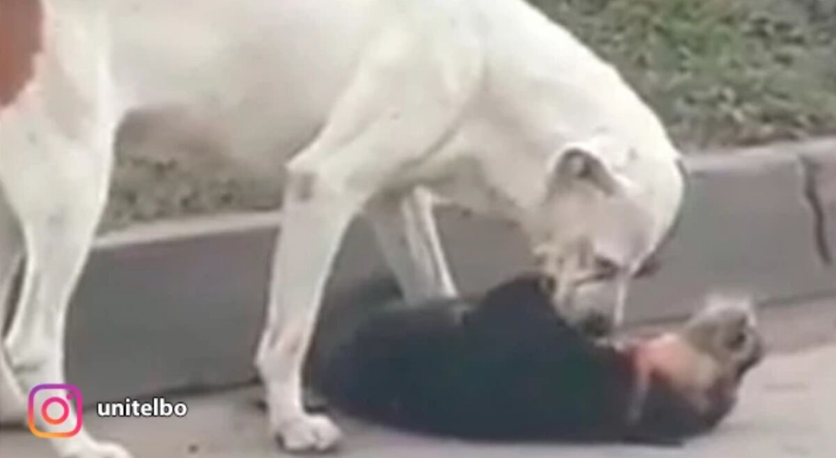Emotivo video de un perrito intentando revivir a su amigo En las redes sociales se ha hecho viral el video de un perrito que intenta con sus medios revivir a su amigo que había sido arrollado por un vehículo minutos antes.