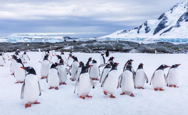 Ofrecen hasta 2.000 euros por contar pingüinos en la Antártida El Fondo Antártico de Reino Unido pagará hasta 2.000 euros por contar cuántos pingüinos hay en la Antártida.