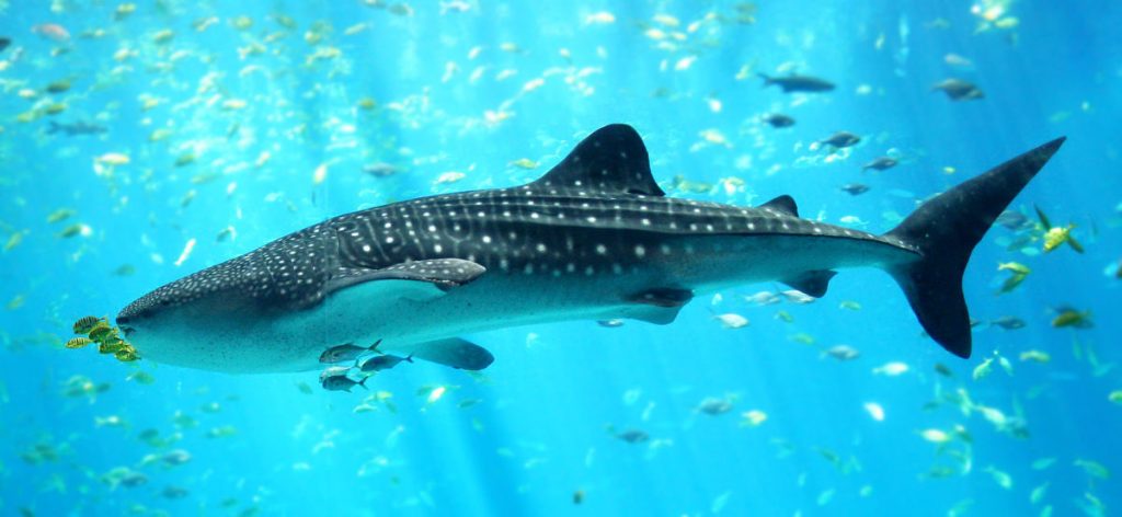 En video: El enorme tiburón con el que se toparon turistas en Santa Marta Cuando un grupo de turistas hacía un tour por aguas del Parque Tayrona, en Santa Marta, se toparon con una maravillosa escena de la naturaleza.