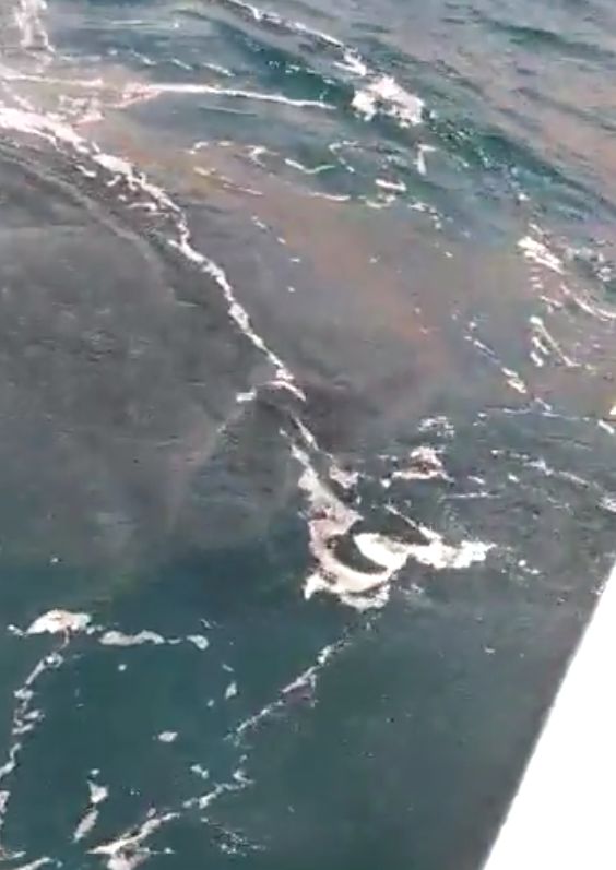 Turistas en Santa Marta captaron a tiburón ballena en zona de buceo El video de un tiburón ballena nadando por el sector de La Aguja, en Santa Marta, se hizo viral en redes sociales, luego de que un grupo de turistas que iban en un yate lo vieran y grabaran con sus celulares.