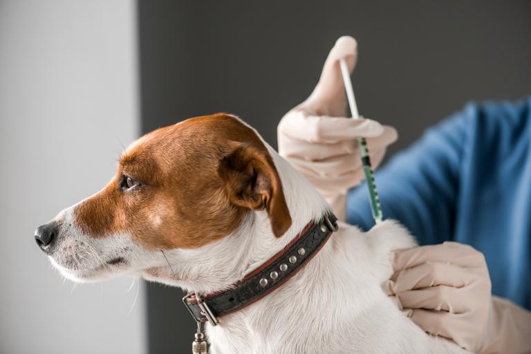 Conozca los puntos para vacunar a sus mascotas gratis La Secretaría de Salud estará realizando jornadas gratuitas por toda Bogotá, para que los ciudadanos vacunen a sus mascotas de forma segura y oportuna contra la rabia.