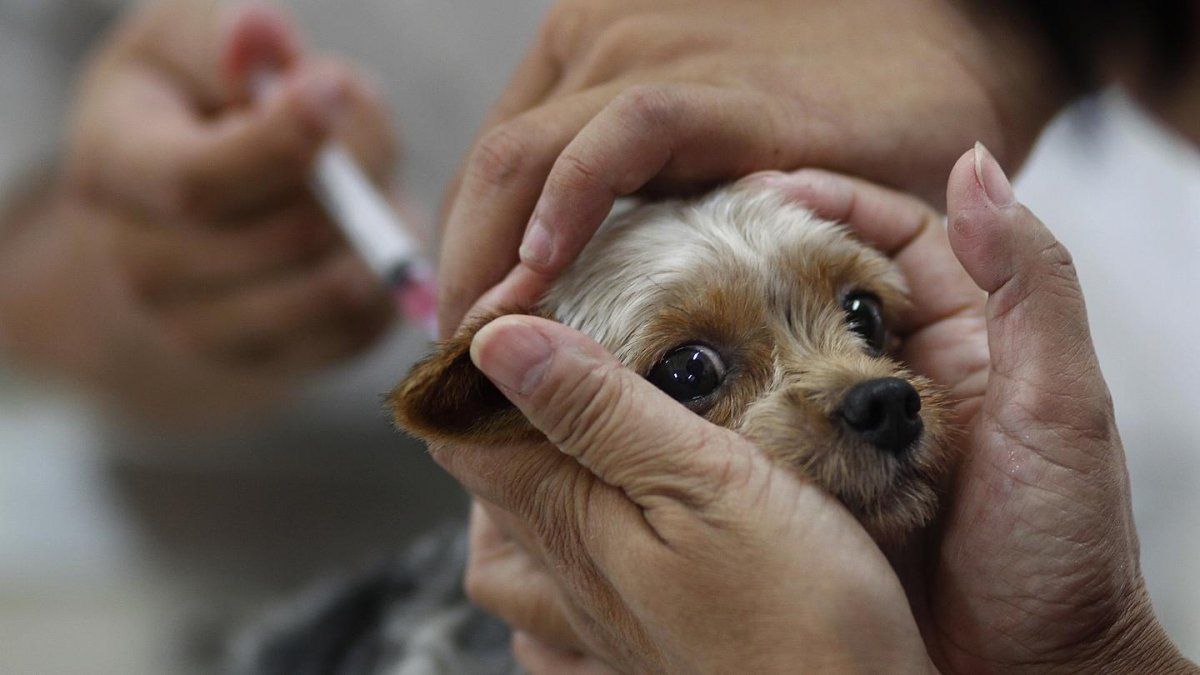 Conozca los puntos para vacunar a sus mascotas gratis La Secretaría de Salud estará realizando jornadas gratuitas por toda Bogotá, para que los ciudadanos vacunen a sus mascotas de forma segura y oportuna contra la rabia.