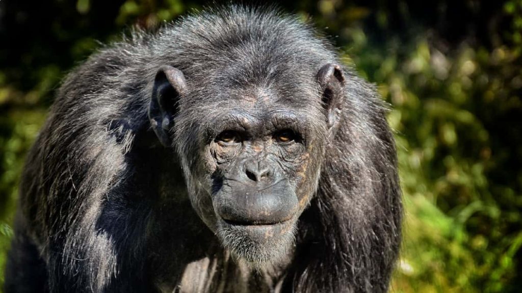 La historia del Chimpancé que secuestró una niña y se la comió Frodo es el nombre del chimpancé que le arrebató una bebé de las manos a su madre, huyó con ella y se la comió. Esto ocurrió hace 20 años, esto pasó con el animal.