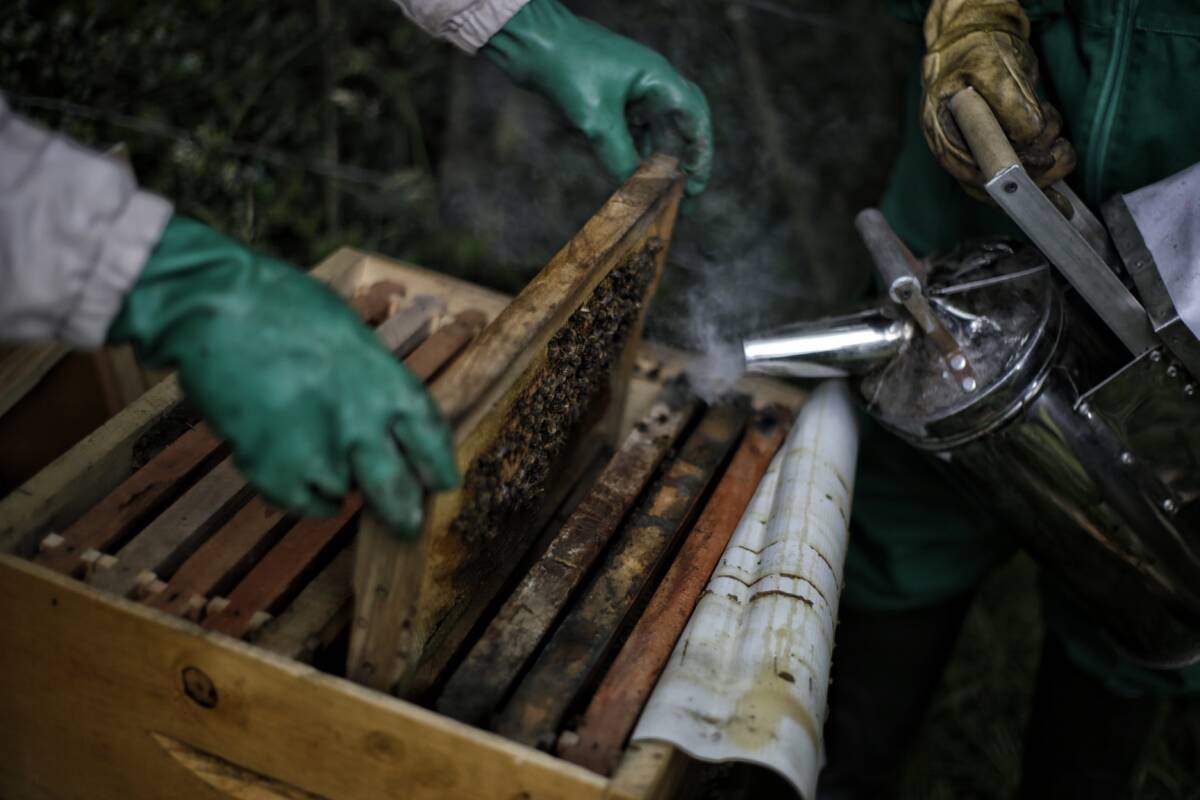 Colombia aún desconoce la diversidad del 60% de sus abejas Las abejas, que corren el peligro de extinguirse, es otra de las especies que Colombia tiene el deber de proteger debido a la gran diversidad que posee, es una de las reflexiones que surgen hoy en su día Mundial.