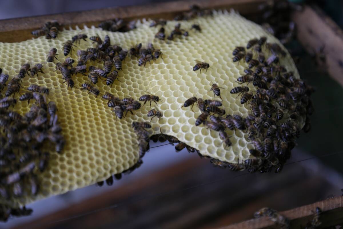 Colombia aún desconoce la diversidad del 60% de sus abejas Las abejas, que corren el peligro de extinguirse, es otra de las especies que Colombia tiene el deber de proteger debido a la gran diversidad que posee, es una de las reflexiones que surgen hoy en su día Mundial.