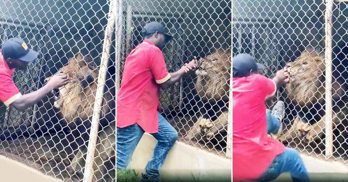 EN VIDEO: León le arrancó un dedo a su cuidador En un zoológico de Jamaica, un león le arrancó uno dedo a uno de sus cuidadores cuando este lo estaba molestando, presumiendo que no podía morderlo, mientras los visitantes asombrados veían lo que estaba sucediendo y grababan el espectáculo con el felino.