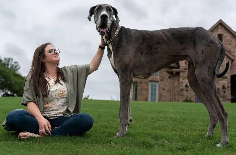 Conozca al perro más alto del mundo Zeús es un perro de raza gran danés que fue certificado por la organización de los Guinness World Récords como el perro más alto del mundo.